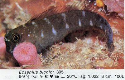 Ecsenius bicolor